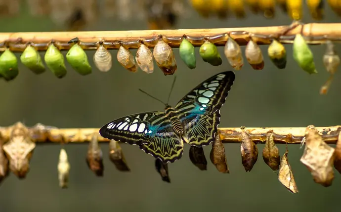 blue and black butterfly on brown stick